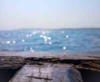 a close up of a piece of wood with water in the background