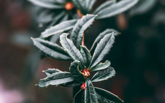 Abstract image representing the stable growth achieved through bootstrapping vs venture capital.