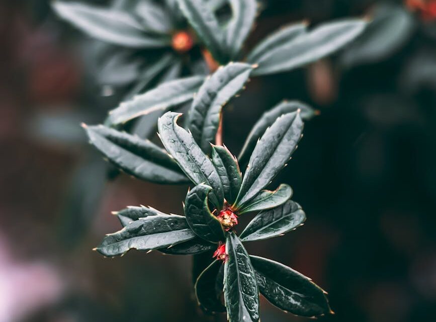 Abstract image representing the stable growth achieved through bootstrapping vs venture capital.