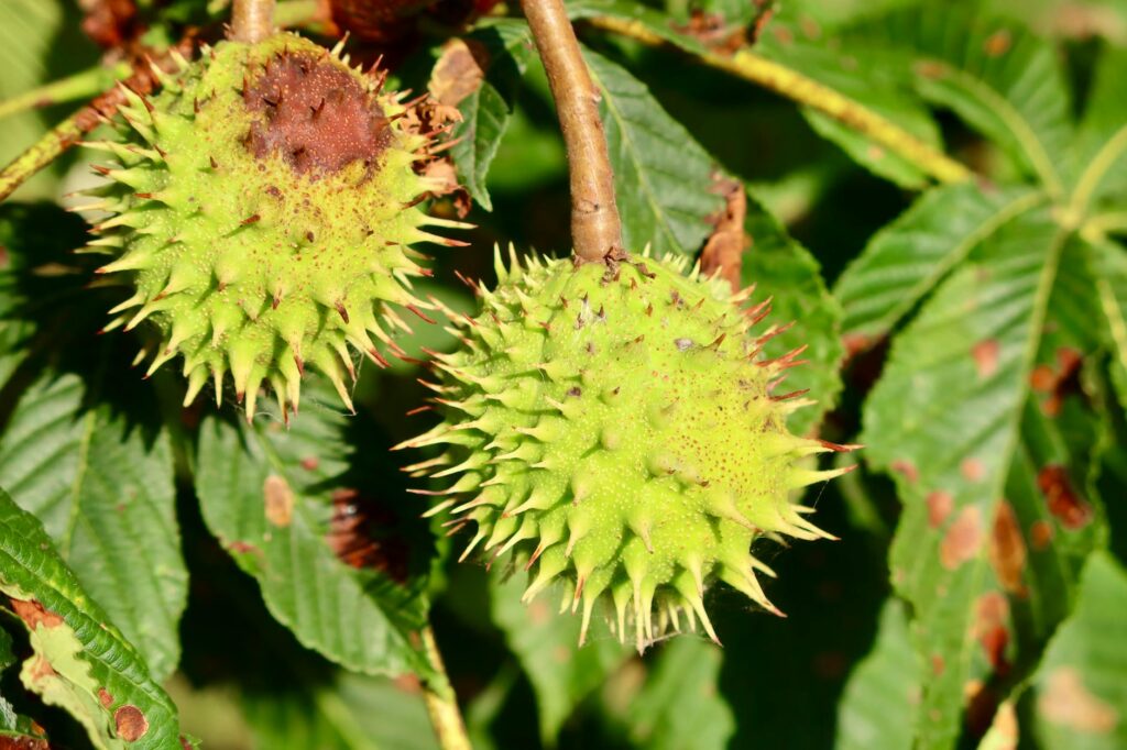 An abstract image of a growing money tree, illustrating how a niche website can generate passive income.