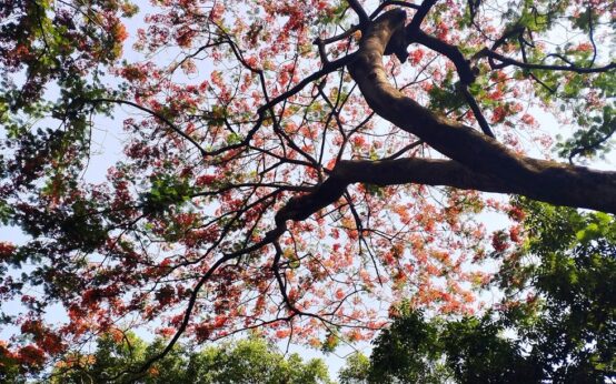 Sunlight streams through leaves in a quiet garden, offering a peaceful escape in Rome.