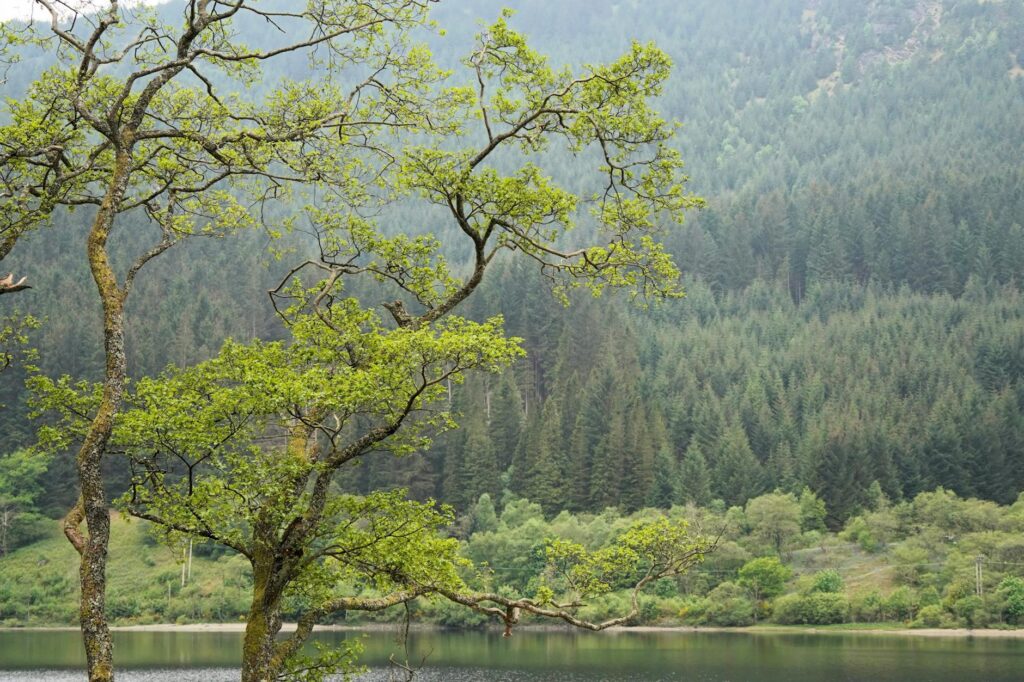 A calm lake reflecting the surrounding trees, offering a peaceful setting for your quiet Airbnb retreat.