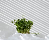 Abstract image representing the growth potential of profitable blog monetization