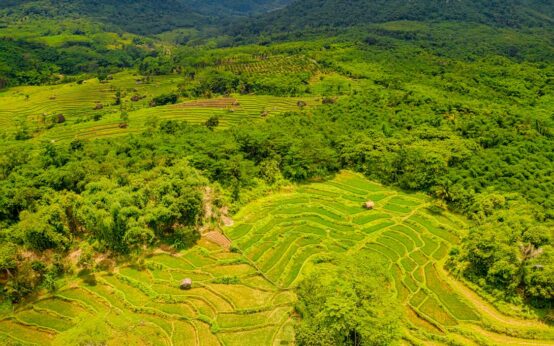 An agricultural drone with sensors flying over a lush green cornfield at sunrise.