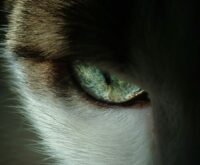 A detailed close-up of a human eye with a blue, circular iris scan graphic superimposed on it.