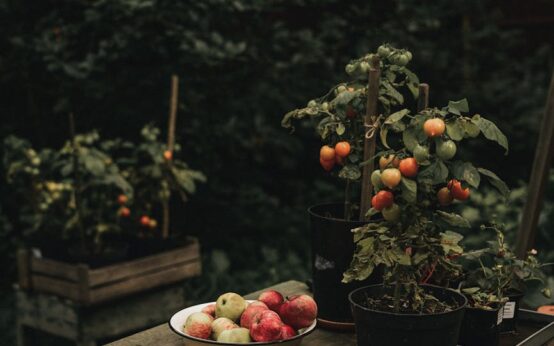 A vibrant assortment of superfoods that boost immunity, including oranges, red bell peppers, garlic, and leafy greens, arranged on a dark background.