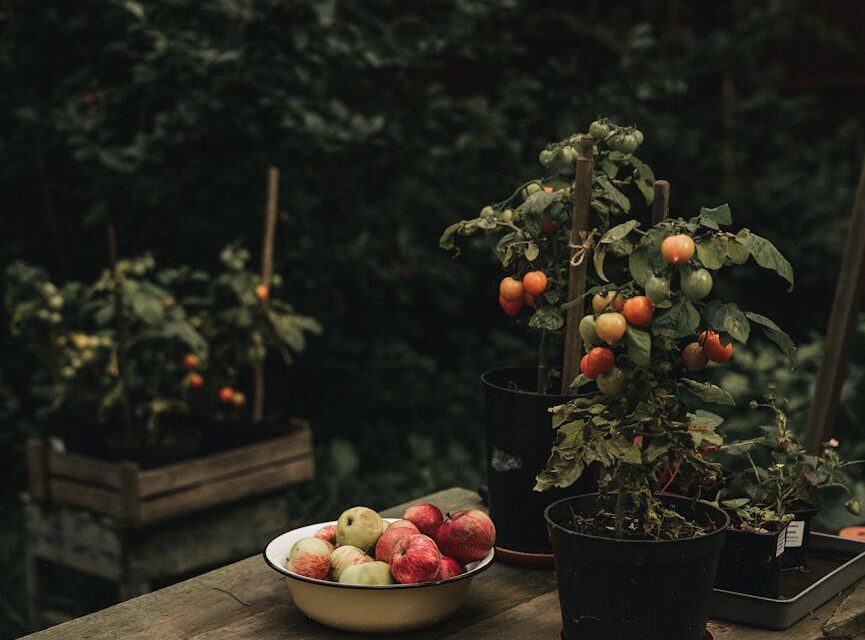 A vibrant assortment of superfoods that boost immunity, including oranges, red bell peppers, garlic, and leafy greens, arranged on a dark background.