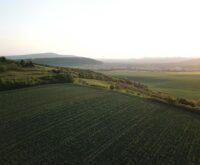 An autonomous drone flies over a lush green cornfield, using AI sensors for crop monitoring.